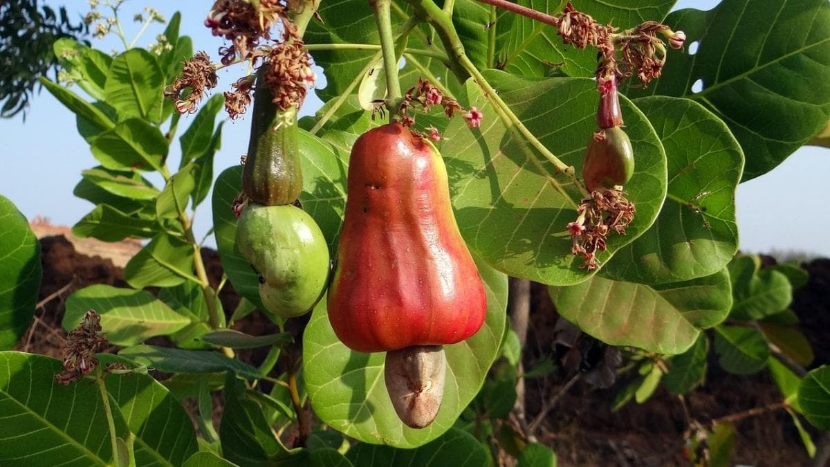 Cashew Trees in Cambodia
