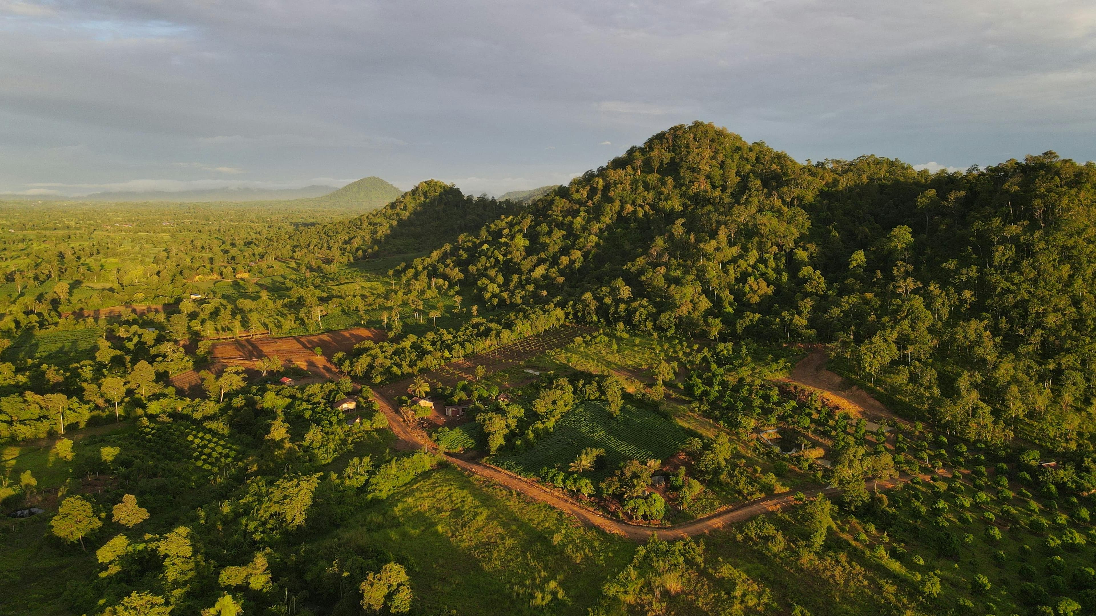 Pepper farm landscape