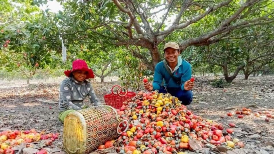 Farmer harvesting cashews