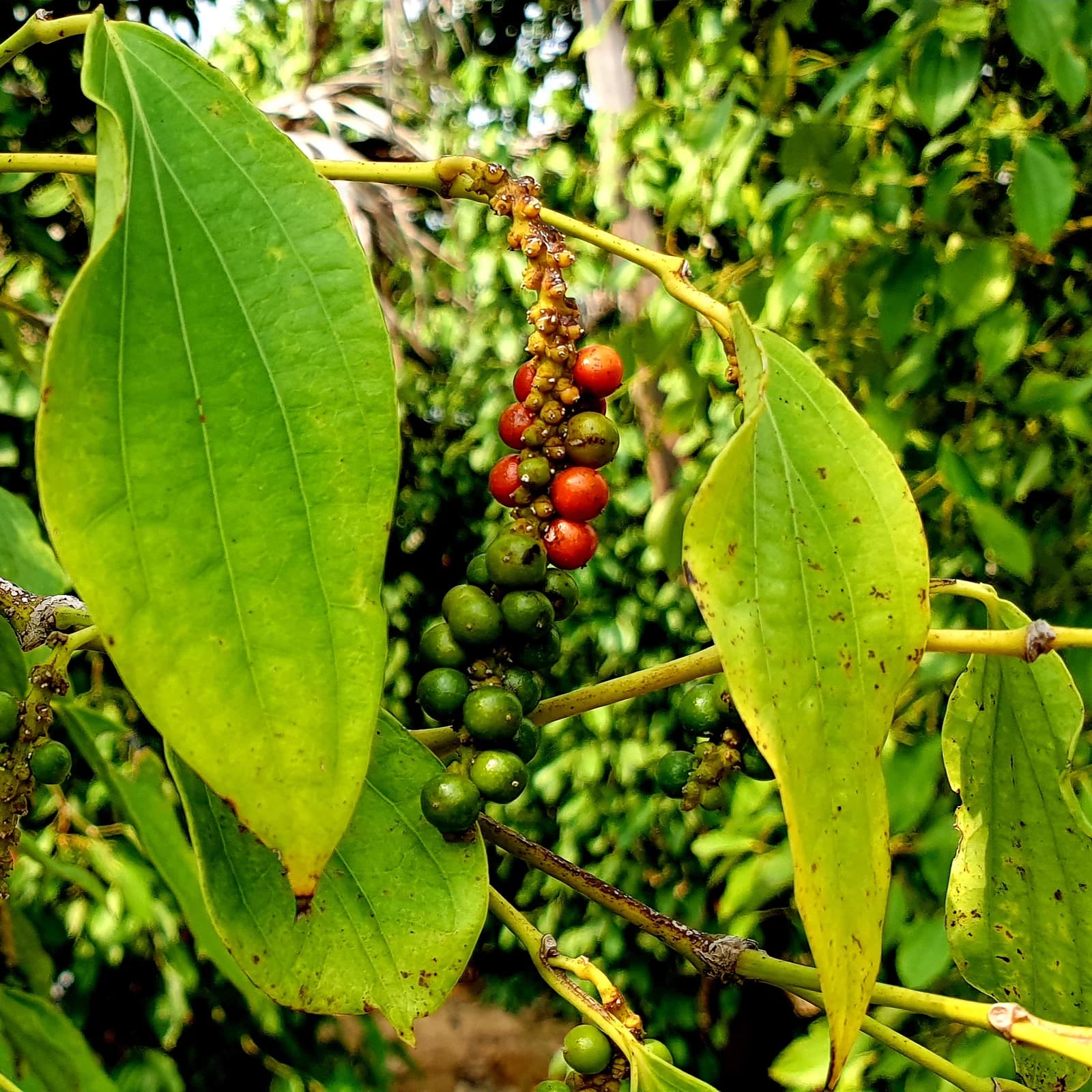 Fresh Kampot Pepper on the vine